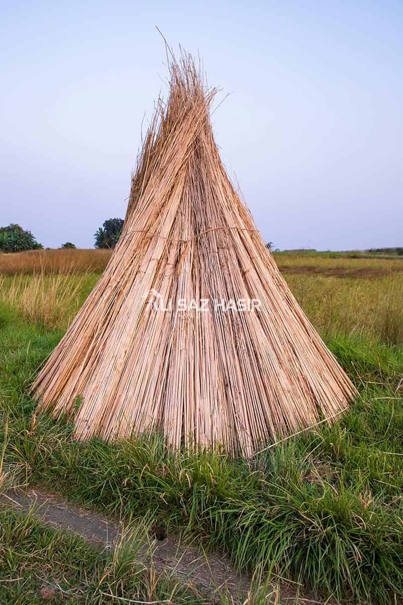 Kamış Nedir?