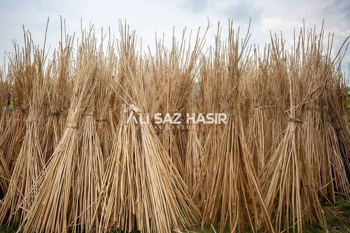 Kamış Nedir?